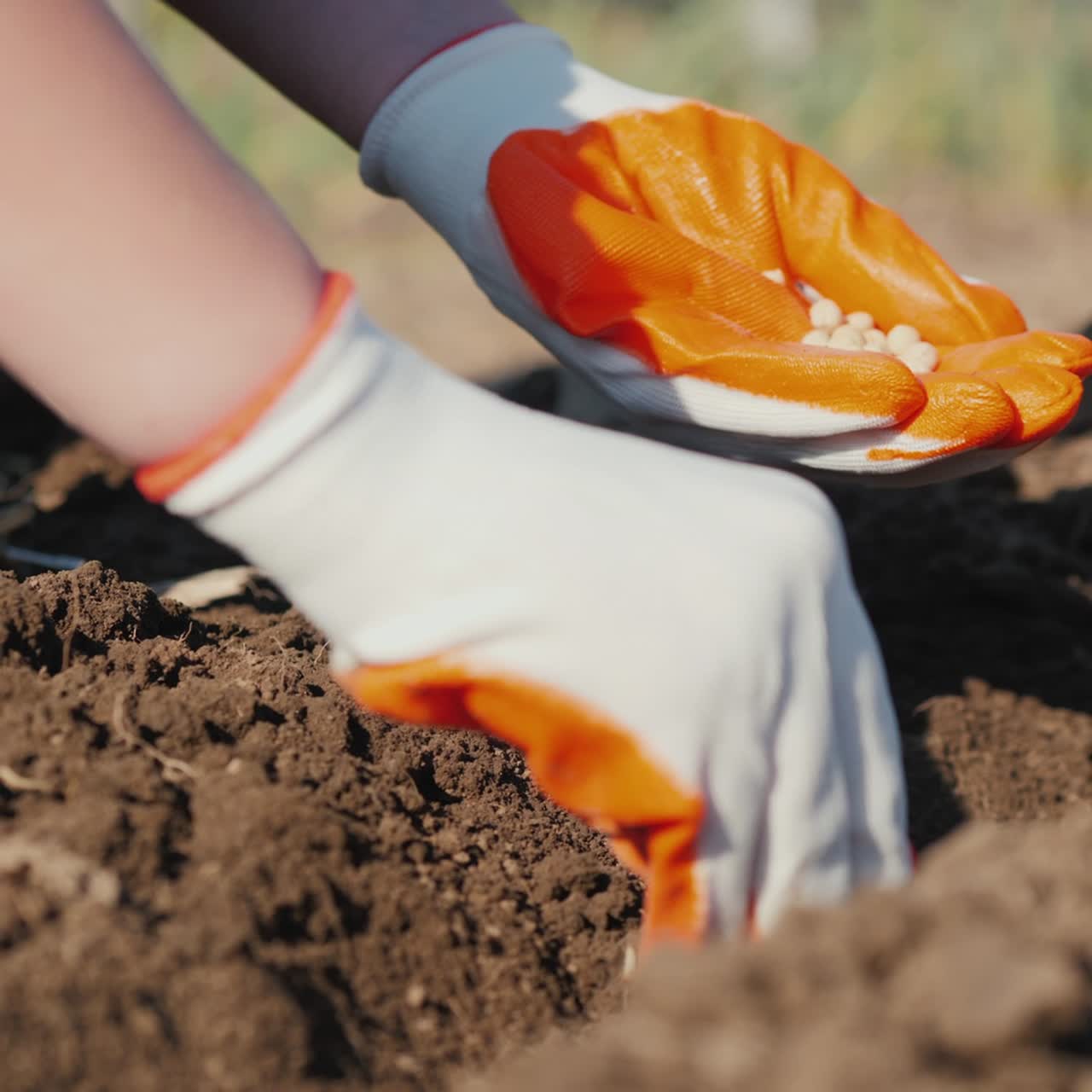 Mani del contadino piantano semi di piselli nel terreno