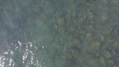 Vista-Desde-Arriba-De-La-Escuela-De-Peces-Salmonetes-Nadando-En-El-Mar-En-Queensland,-Australia