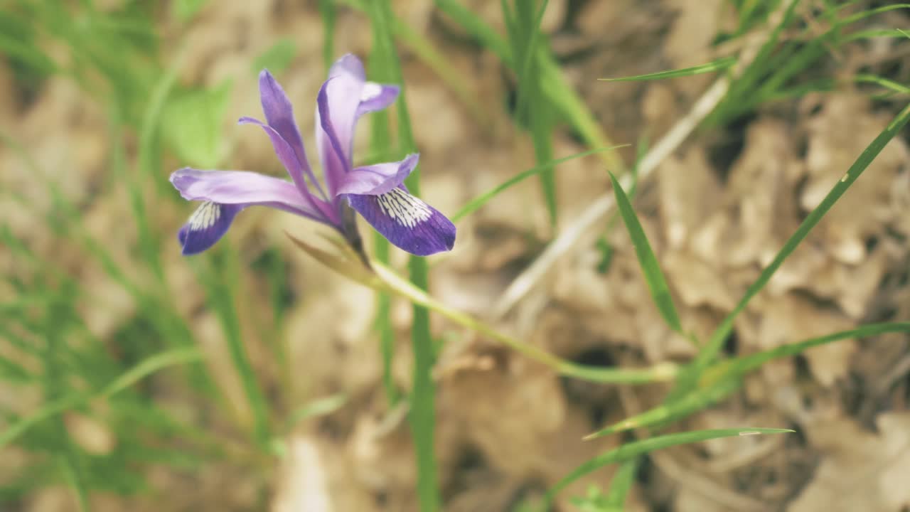 Primo piano di un piccolo fiore selvatico viola in fiore.