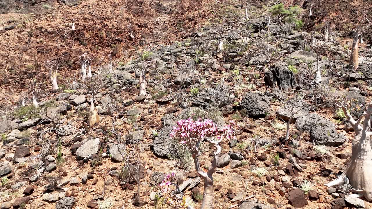 ascendiendo en la rosa del desierto en la isla de socotra, yemen