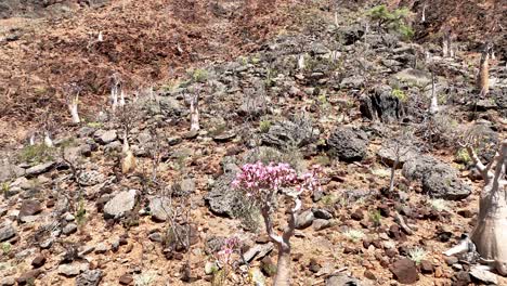 ascending on the desert rose at socotra island, yemen