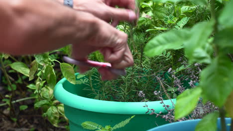 Farmer-cutting-stems-of-fresh-rosemary-from-a-garden-full-of-herbs