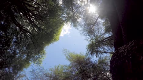 Mountainbiker-Fahren-über-Die-Kamera,-POV-Vom-Boden-Aus-Mit-Baumkronendach-Im-Hintergrund