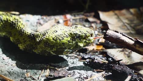 Snake-licking-a-branch-in-Slow-motion