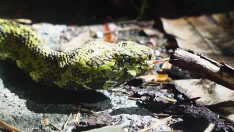 serpiente lamiendo una rama en cámara lenta