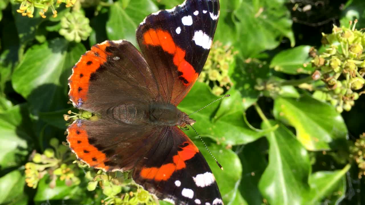 Farfalla Vanessa Atalanta su fiore d'edera. Una farfalla grande, colorata e dal volo potente, comune nei giardini.