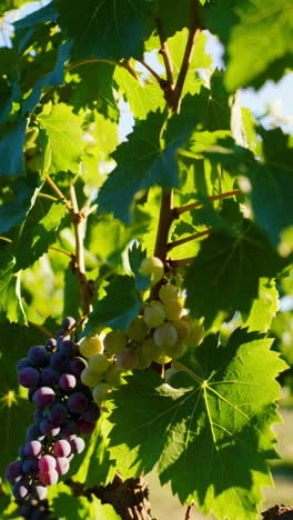 uvas en la vid