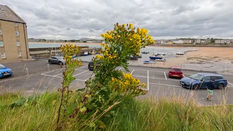 cars parked near beach, yellow wildflowers in foreground