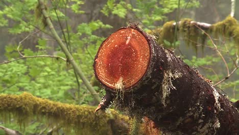 árbol recién cortado tirado en el suelo
