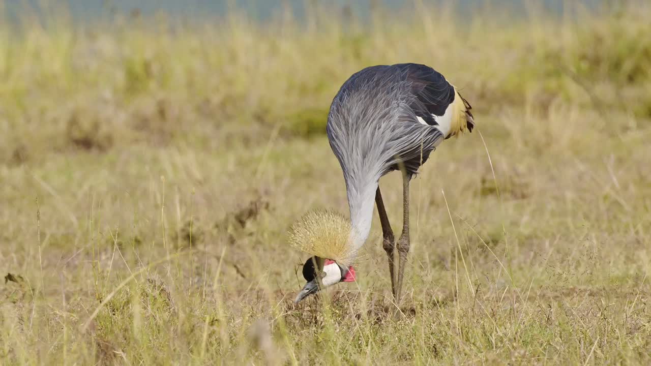 grúas coronadas caminando y alimentándose de las hierbas de la sabana seca en el pastoreo en la reserva nacional de maasai mara, kenia, áfrica animales de safari en la reserva de masai mara norte
