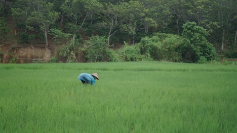 farmer working in a rice paddy