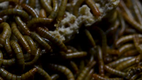 The-Mealworm-is-a-species-of-Darkling-Beetle-used-to-feed-pets-like-fish,-snakes,-birds,-and-frogs