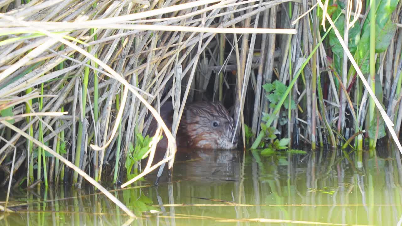 Closeup of beaver hiding under reeds dry vegetation on water, static, day
