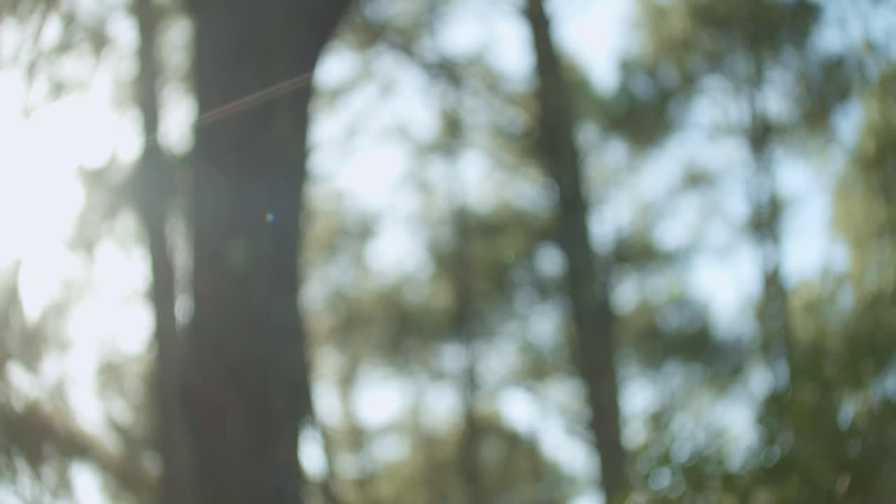 Beautiful Blurry Sun Flare Through Forest Trees