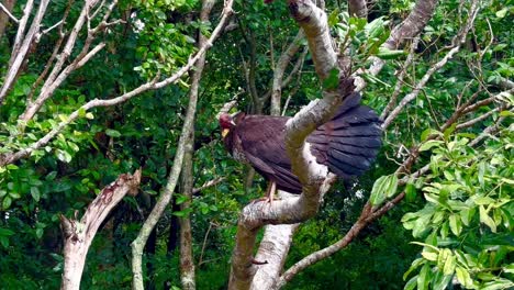 australian brush turkey sitting on tropical rainforest branch in burleigh head national park, queensland