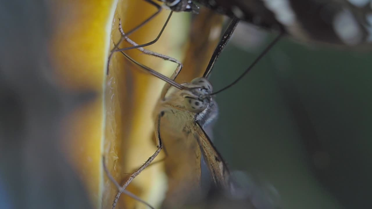 나비 의 클로즈업