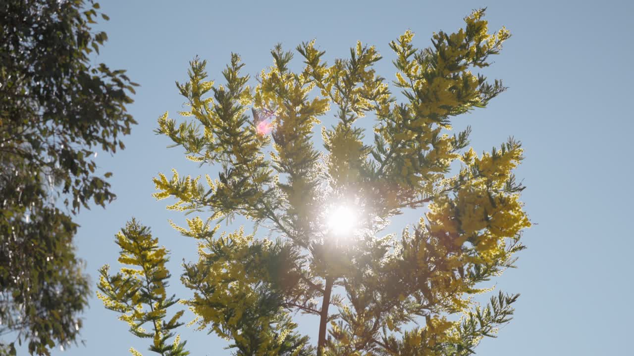 Native golden wattle flowers glowing under natural sunlight, moving softly in breeze