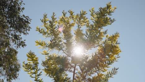native golden wattle flowers glowing under natural sunlight, moving softly in breeze