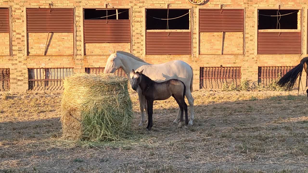 Heste græsser på en halmballe. Hoppe og føl spiser ensilage på marken ved skumring. Dyrefoder. Andalusien. Spanien