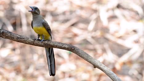 橙胸鳥 (trogon orange-breasted trogon) 是一種在泰國息的中型鳥類