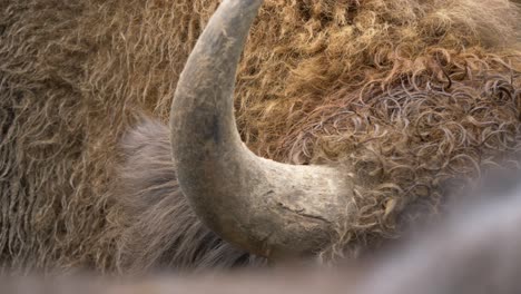 Detail-shot-of-a-European-bison's-Angular-Horn-with-wet-golden-reddish-brown-coat-fur