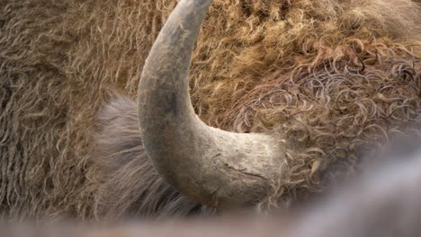 detail shot of a european bison's angular horn with wet golden reddish-brown coat fur