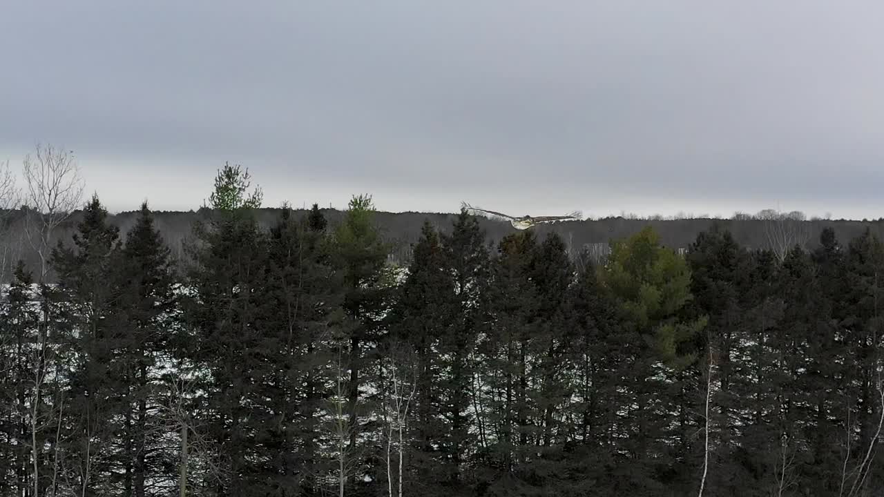halcón de cola roja volando con cámara de cerca en cámara super lenta