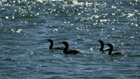 Cámara-Lenta-De-Cormoranes-Nadando-En-El-Mar