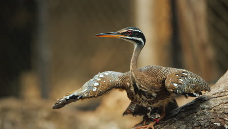 El-Ave-Agraciada-De-Sunbittern-Agita-Sus-Alas