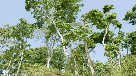 rainforest in the national park chitwan, nepal.