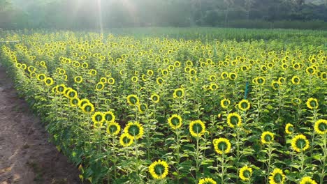 aerial view of sunflower garden at sunrise. 4k