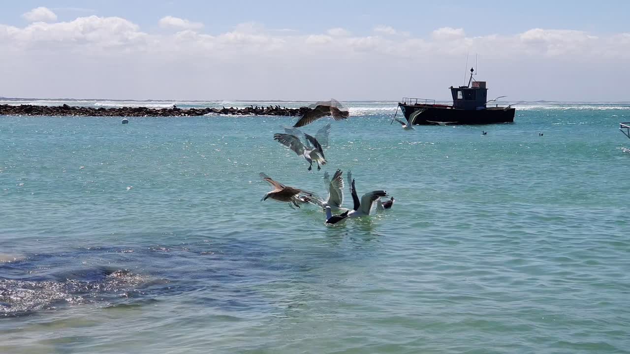 Seagulls land on the water scavenging for fish guts in a harbor