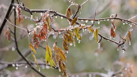 Blätter-Und-Äste-Des-Baumes-Erfroren-Beim-Ersten-Morgenfrost-Im-Spätherbst.