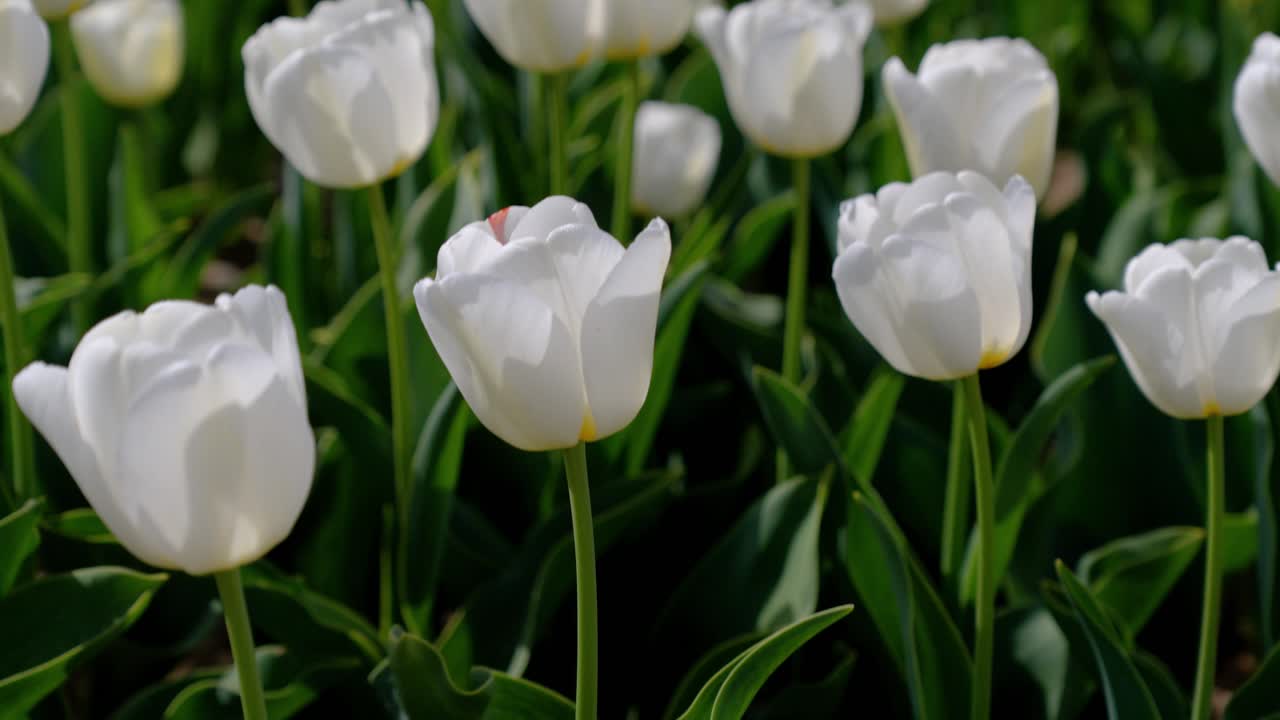 revealing the beautiful white landscape of Jonquières tulips blooming in a field