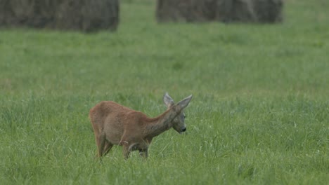 Roe-deer-in-dawn-dusk-evening-autumn-light-between-hay-rolls-eating-playing