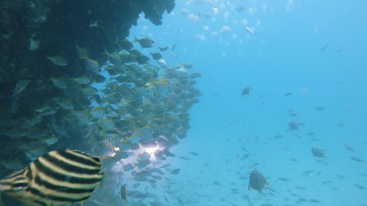 A scuba diver operating an underwater camera set-up attached with bright lights slowly appears in the distance through a large school of darting fish as he captures and records the underwater action