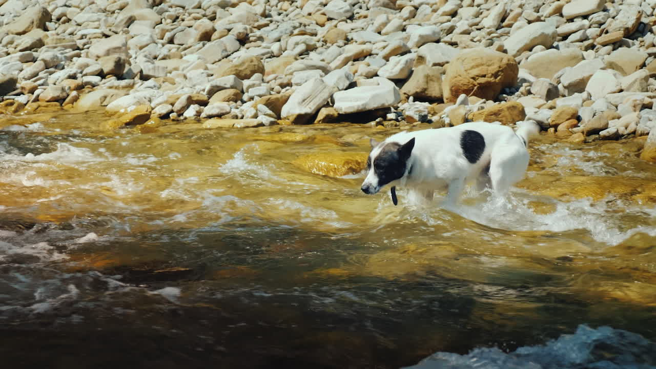 un perro intenta cruzar a nado las tormentosas aguas de un río de montaña