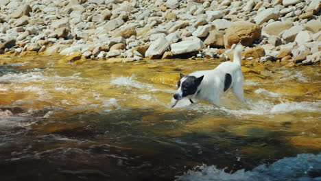 un perro intenta cruzar a nado las tormentosas aguas de un río de montaña