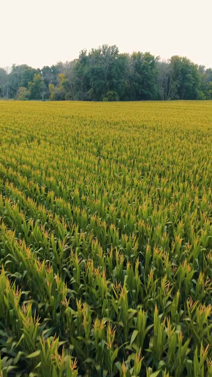 Vertical View Of Vast Agricultural Cornfield Near Black Creek, Wisconsin. Aerial Pullback Shot from tree line