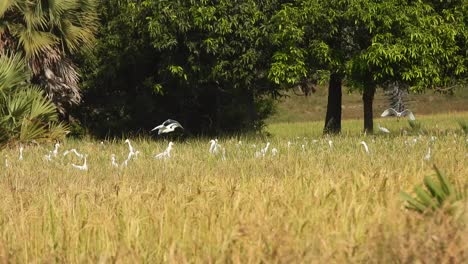 heron landing on rice grass