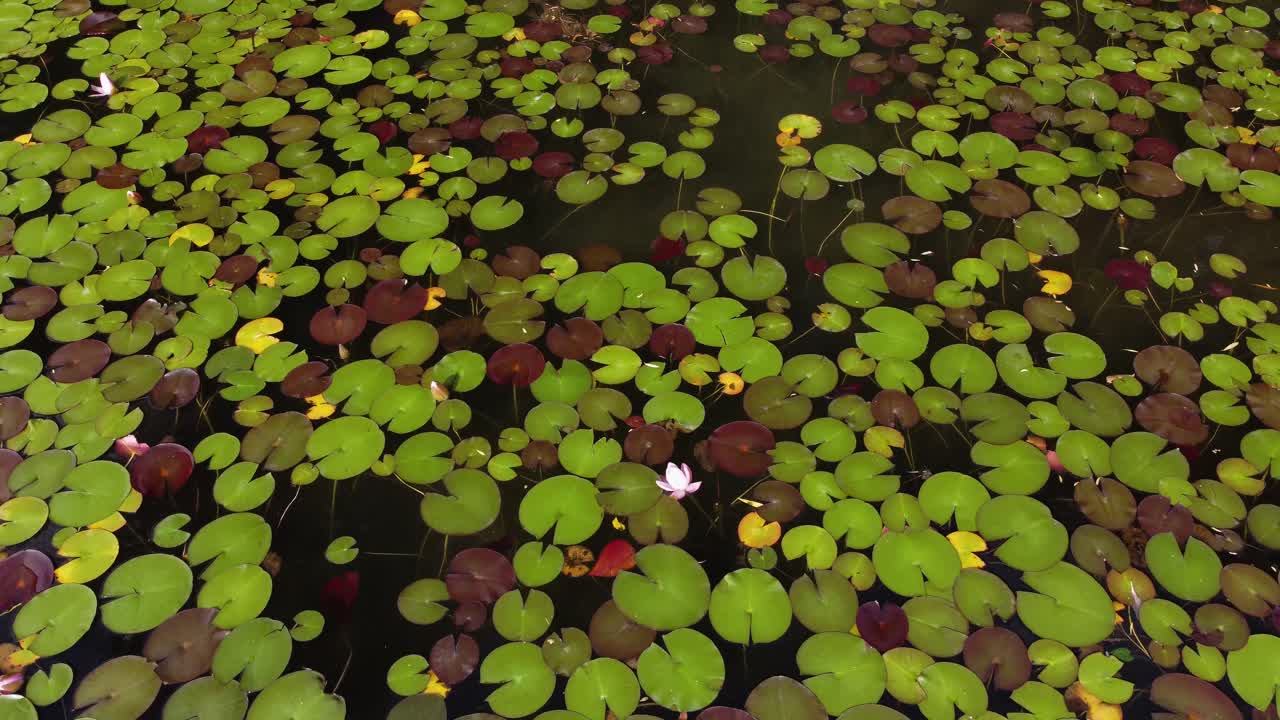 위 하늘에서 보는 릴리 패드 | 새의 눈으로 내려다보는 풍경 | 뒤로 끌어당기기 | 꽃이 피는 꽃 | 여름 릴리 패드 | 공중 드론 촬영 | 위치: 칼로야 공원, 칼라말카 호수, 오야마 b