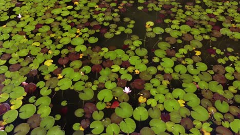 lily pads from the sky above | birds eye view looking down | pull back | blooming flowers | summer lily pads | aerial drone shot | loc: kaloya park, kalamalka lake, oyama b