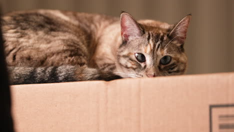 a stunning scenery of a cat trying to sleep on the top of the box - slow motion shot