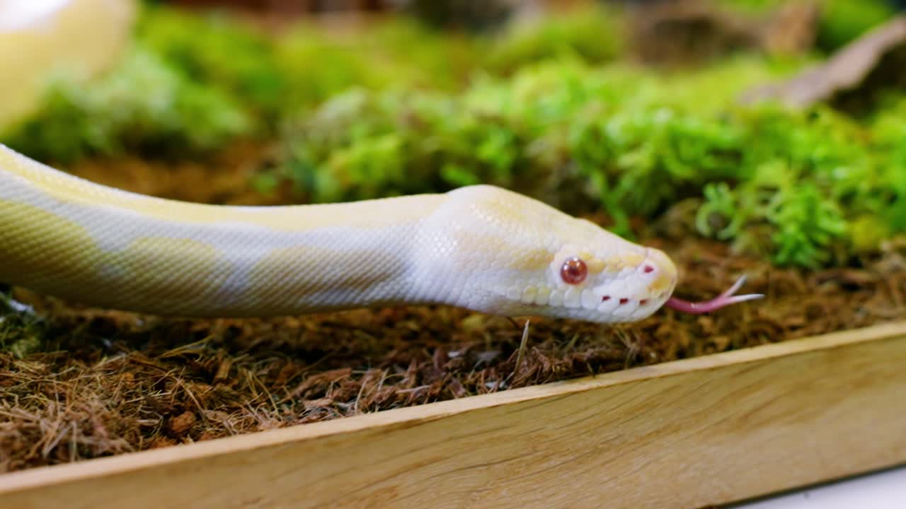 A slow-motion shot of an albino snake moving gracefully, its tongue flicking, against a lush mossy background