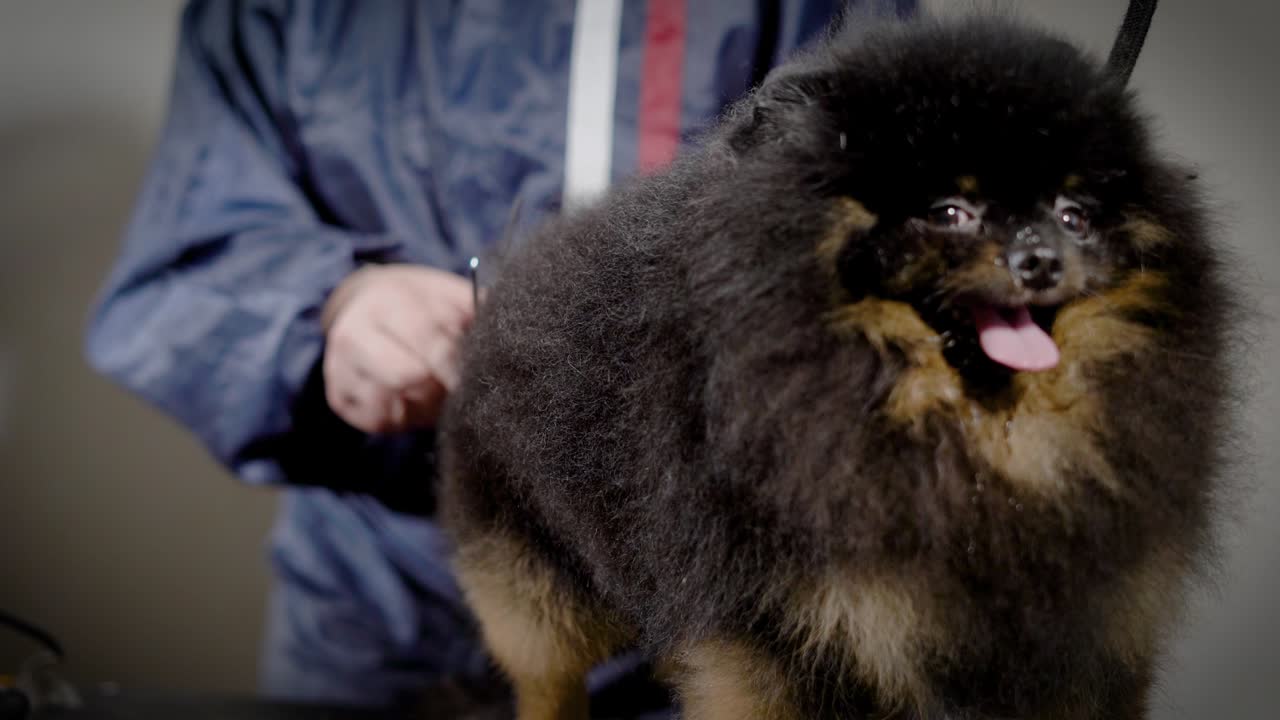 el peluquero tosía al perro pequeño con tijeras.