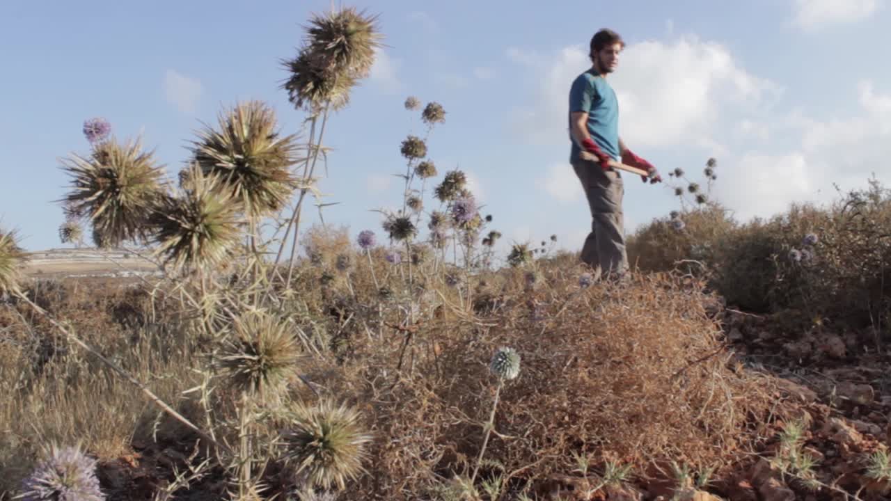 Working the land planting olive trees in Israeli