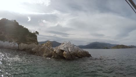 Eine-Kolonie-Von-Königsshags,-Die-Auf-Einem-Felsen-In-Den-Marlborough-Sounds-Von-Neuseeland-Sitzen