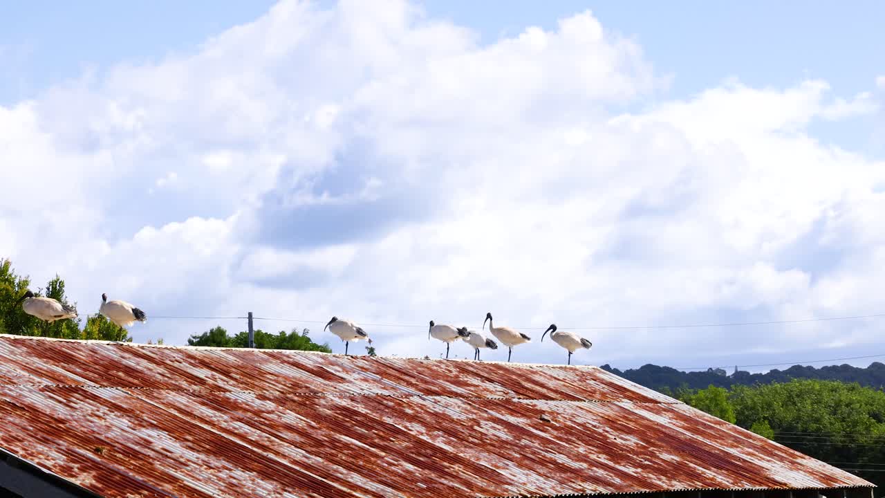 Ibises stand on a rusty roof under a cloudy sky, capturing a serene farm scene in Byron Bay, Australia