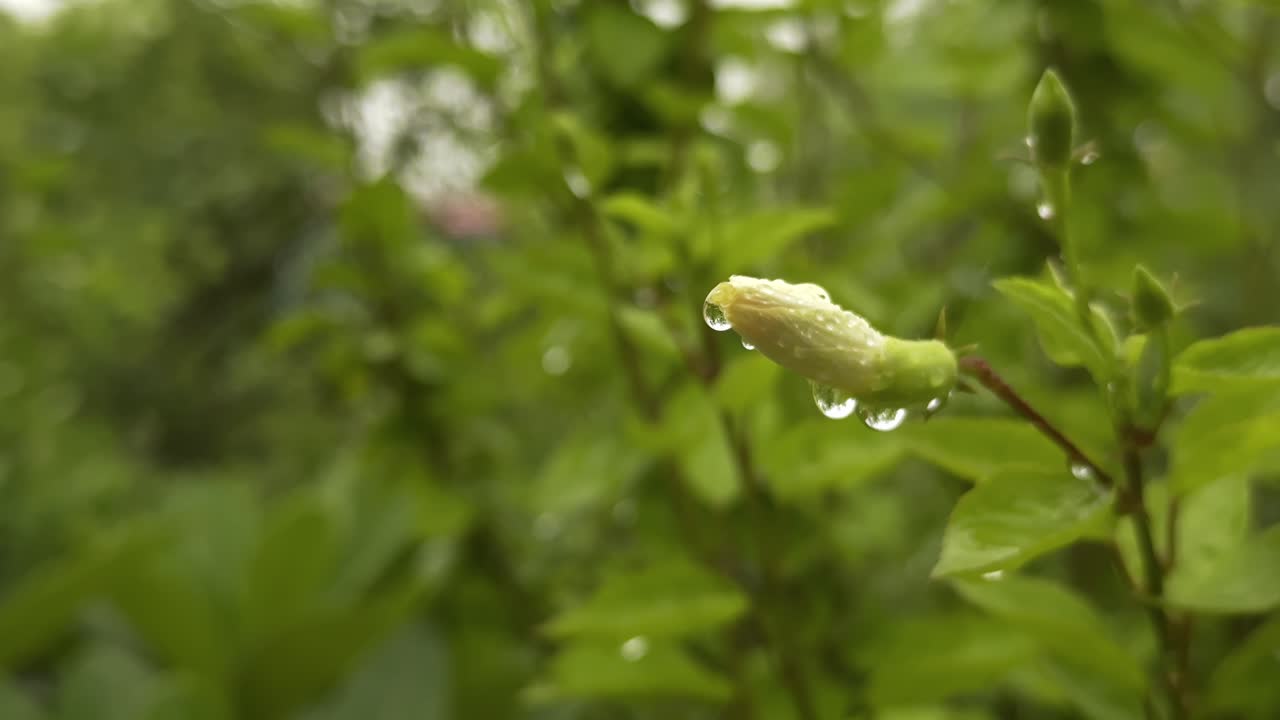 a white hibiscus bud adorned with water droplets during the light rain showing the freshness of the rain-kissed white hibiscus bud