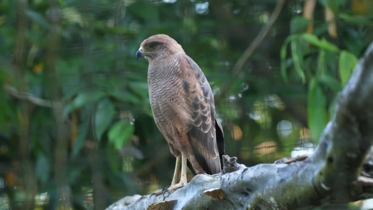 бузард в неволе зоопарк французская гвиана